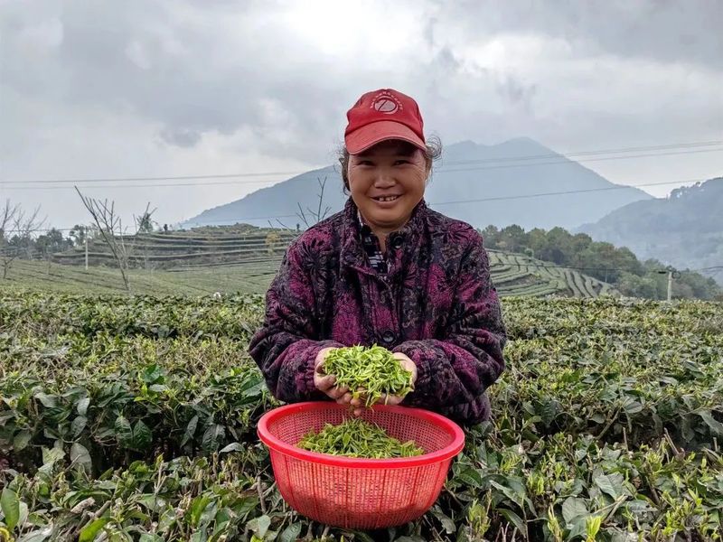 关于墨江县雅邑镇 春茶飘香 采茶正当时的信息(5)