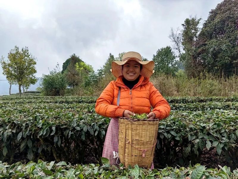 关于墨江县雅邑镇 春茶飘香 采茶正当时的信息(4)