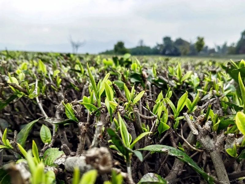关于墨江县雅邑镇 春茶飘香 采茶正当时的信息(2)