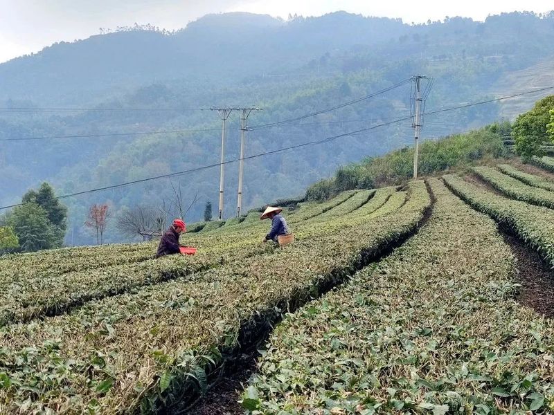 关于墨江县雅邑镇 春茶飘香 采茶正当时的信息(1)