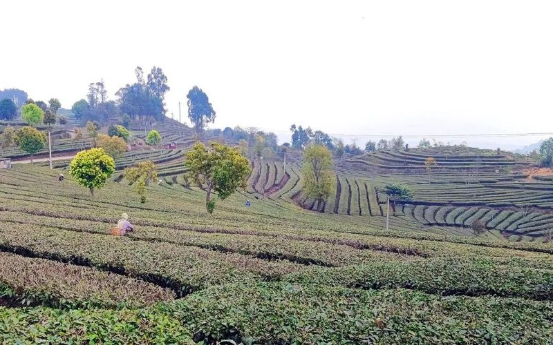 关于墨江县雅邑镇 春茶飘香 采茶正当时的信息(6)