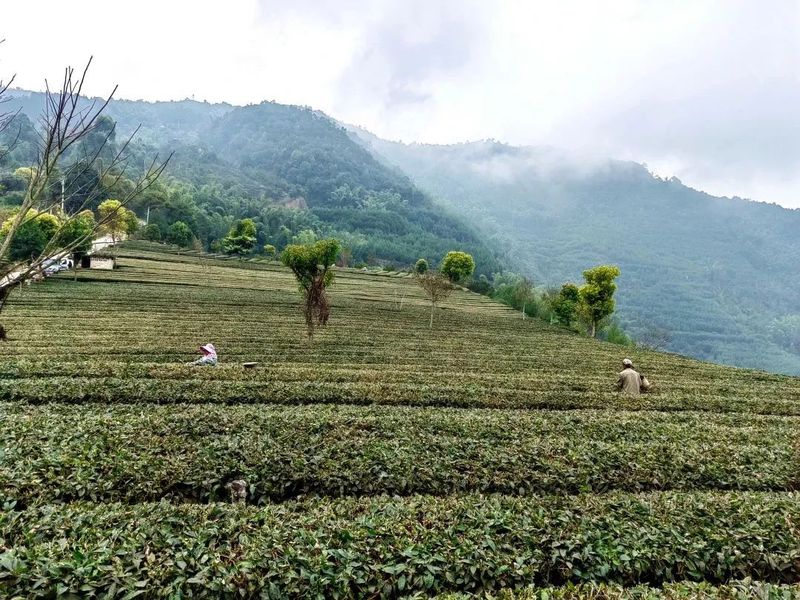 关于墨江县雅邑镇 春茶飘香 采茶正当时的信息