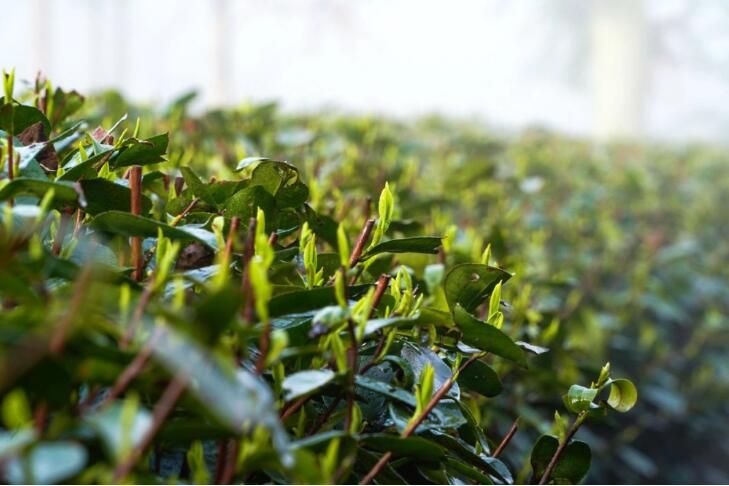 有关于贵州福泉:雨润春茶香 采茶好时光的资讯