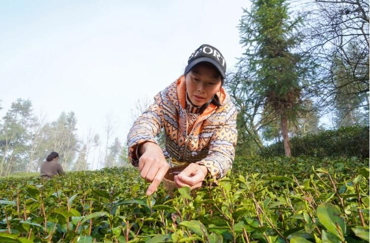 有关于贵州福泉:雨润春茶香 采茶好时光的资讯(1)