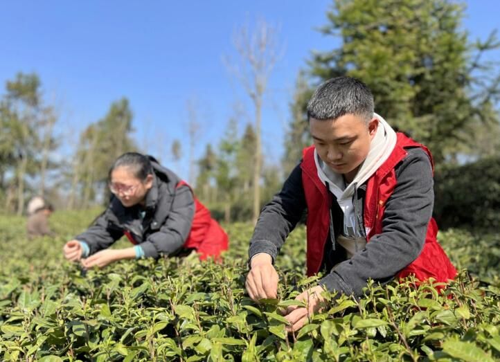有关于贵州福泉:雨润春茶香 采茶好时光的资讯(2)