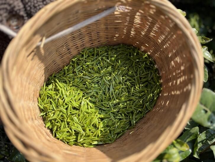 有关于贵州福泉:雨润春茶香 采茶好时光的资讯(3)