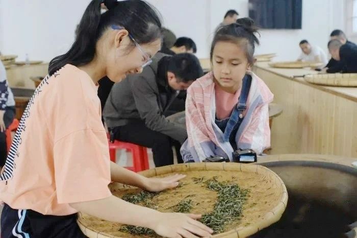 关于广西华侨农场早春茶开采 民众体验炒茶乐趣的最新消息(6)