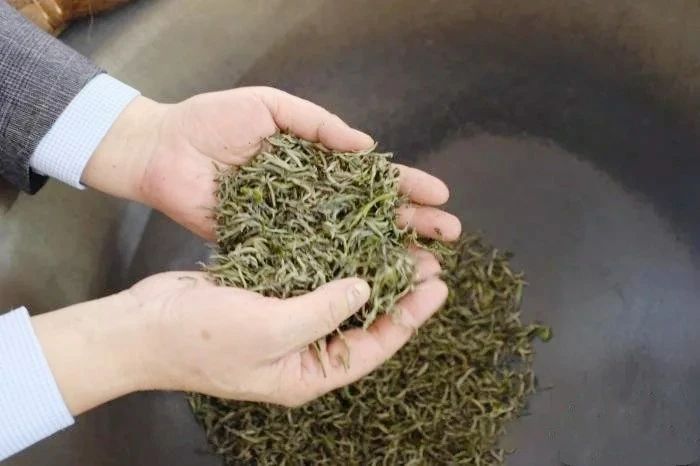 关于广西华侨农场早春茶开采 民众体验炒茶乐趣的最新消息(3)