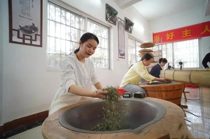 关于广西华侨农场早春茶开采 民众体验炒茶乐趣的最新消息(5)