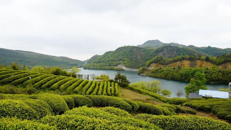 关于都匀：茶山芽头冒 茶人待茶香的资讯