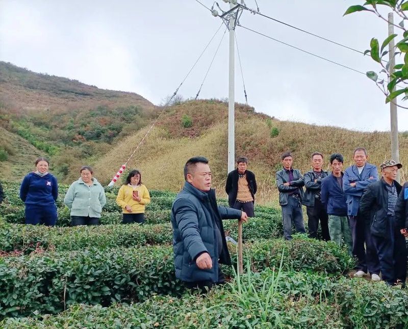 关于都匀：茶山芽头冒 茶人待茶香的资讯(5)