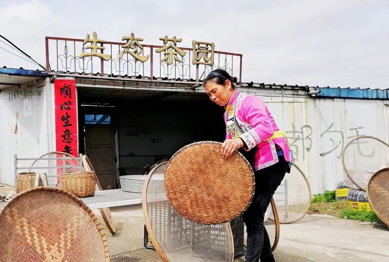 关于都匀：茶山芽头冒 茶人待茶香的资讯(2)