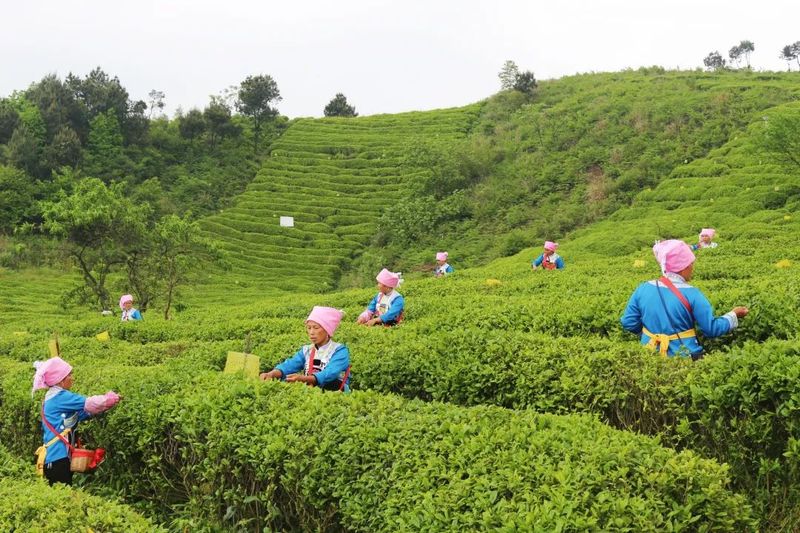 关于都匀：茶山芽头冒 茶人待茶香的资讯(6)