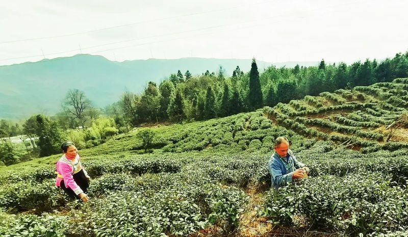 关于都匀：茶山芽头冒 茶人待茶香的资讯(3)