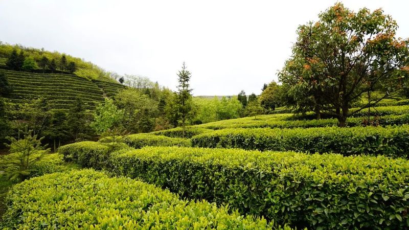 关于都匀：茶山芽头冒 茶人待茶香的资讯(4)