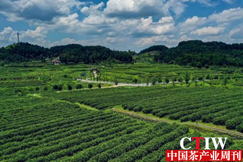 关于湖南花垣十八洞黄金茶迈出乡村致富路的相关信息