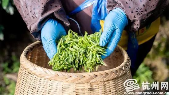 关于西湖龙井茶“龙井43号”正式开采的相关内容(3)
