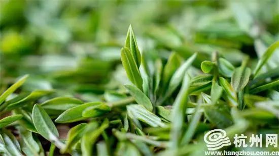 关于西湖龙井茶“龙井43号”正式开采的相关内容(5)