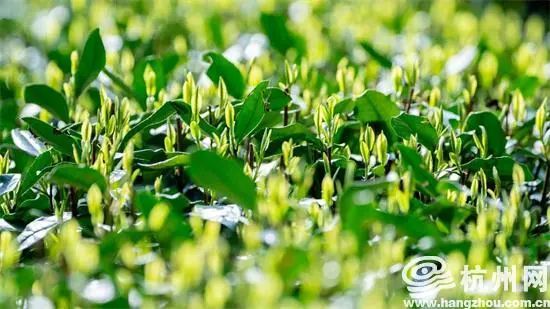 关于西湖龙井茶“龙井43号”正式开采的相关内容