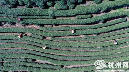 关于西湖龙井茶“龙井43号”正式开采的相关内容(6)