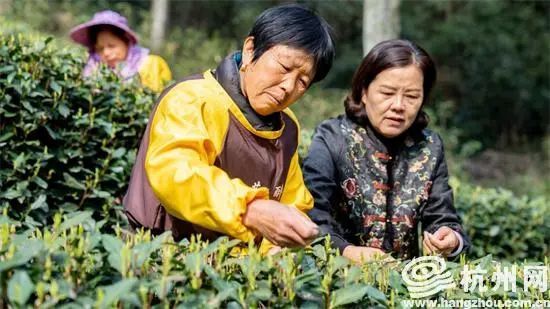 关于西湖龙井茶“龙井43号”正式开采的相关内容(1)