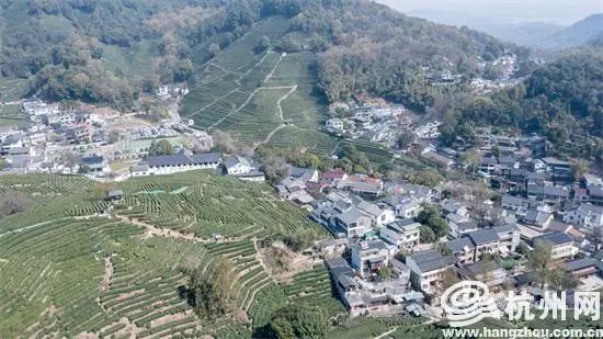 关于西湖龙井茶“龙井43号”正式开采的相关内容(7)