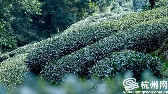 关于西湖龙井茶“龙井43号”正式开采的相关内容(4)