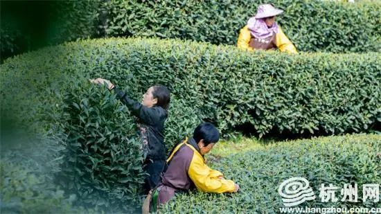 关于西湖龙井茶“龙井43号”正式开采的相关内容(2)