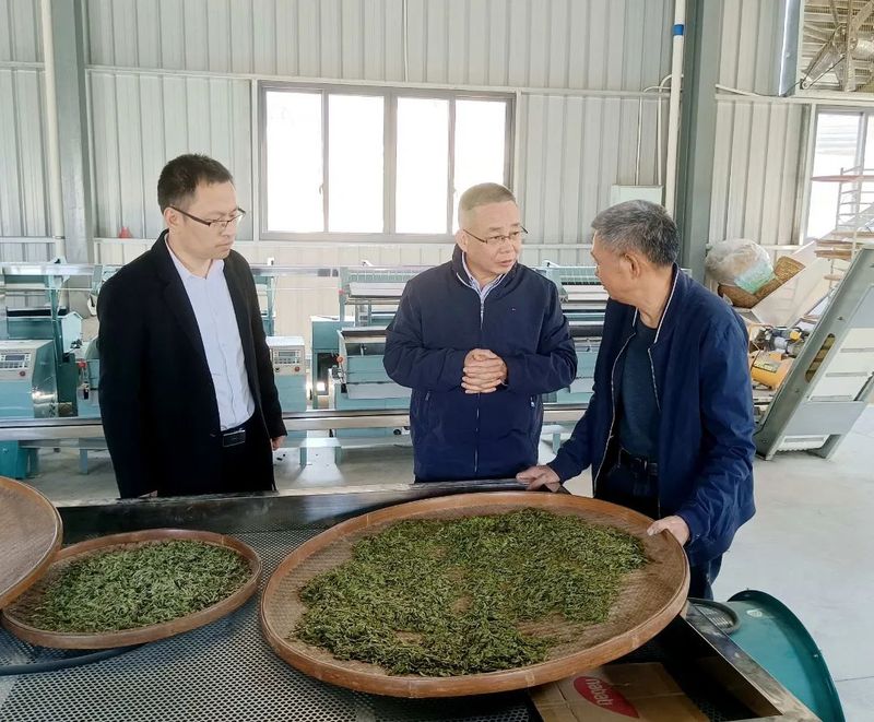 关于童德平调研泰顺县春茶生产情况的内容