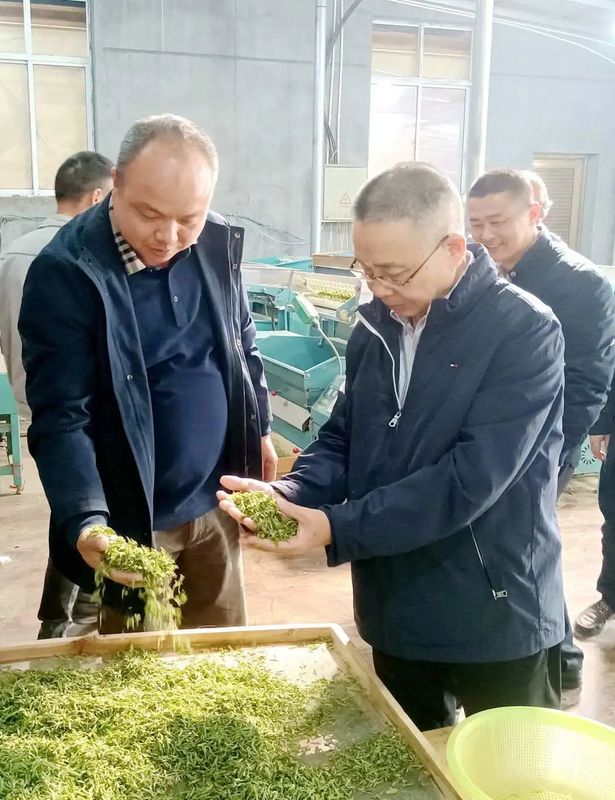 关于童德平调研泰顺县春茶生产情况的内容(1)