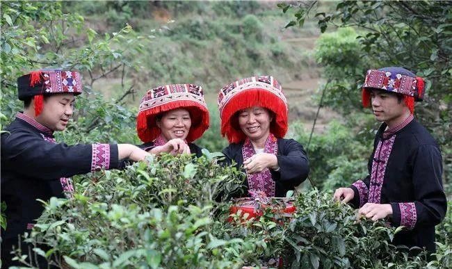 有关于看中国式现代化图景，茶香富农的相关信息(14)