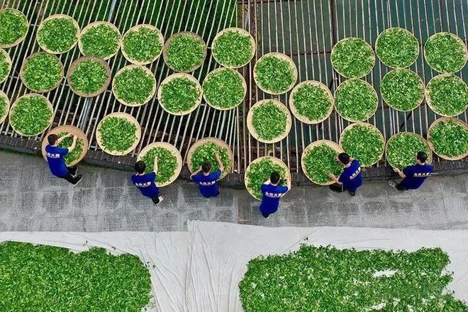 有关于看中国式现代化图景，茶香富农的相关信息(2)