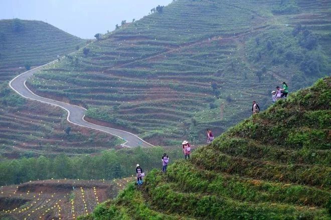 有关于看中国式现代化图景，茶香富农的相关信息(8)