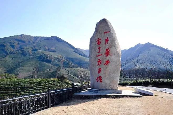 有关于看中国式现代化图景，茶香富农的相关信息(9)