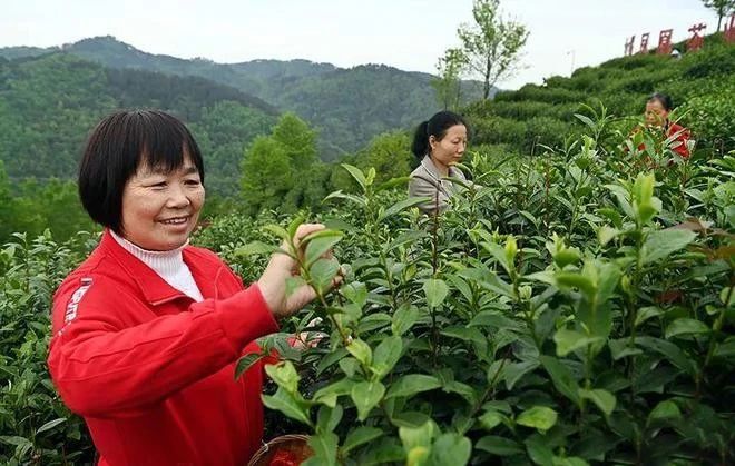 有关于看中国式现代化图景，茶香富农的相关信息(6)