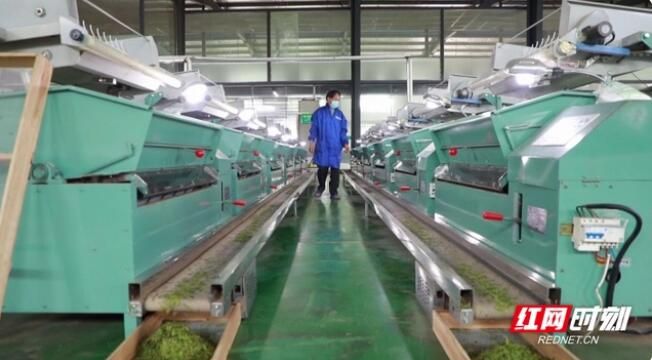 有关于汝城县暖水镇：春茶采摘季 满园茶飘香的最新消息(4)