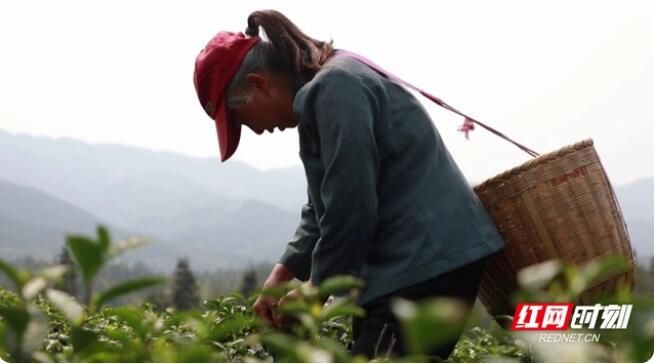 有关于汝城县暖水镇：春茶采摘季 满园茶飘香的最新消息(2)