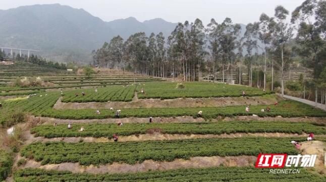 有关于汝城县暖水镇：春茶采摘季 满园茶飘香的最新消息
