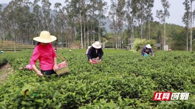 有关于汝城县暖水镇：春茶采摘季 满园茶飘香的最新消息(1)