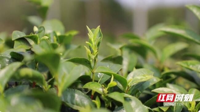 有关于汝城县暖水镇：春茶采摘季 满园茶飘香的最新消息(3)