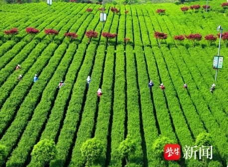 关于宜兴兰山茶场成为省优质特色茶示范基地的新闻(4)