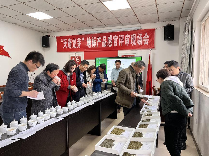有关于“天府龙芽”地标产品感官评审现场会顺利举行的新闻(2)