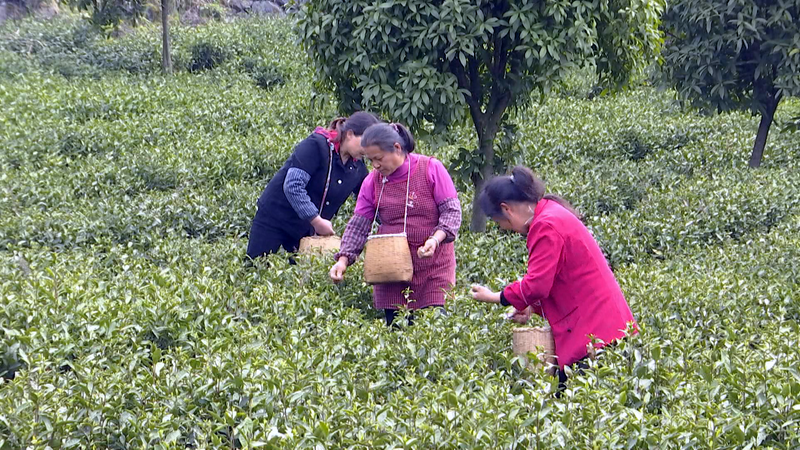 关于凤冈锌硒茶：春茶采摘时  茶企茶农茶园忙的消息(1)