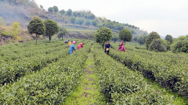 关于凤冈锌硒茶：春茶采摘时  茶企茶农茶园忙的消息