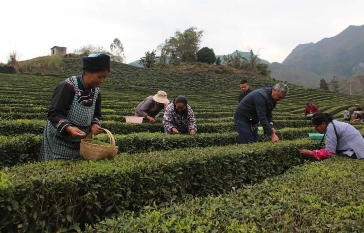 有关于罗甸县上千亩春茶开始采摘上市的相关内容(1)