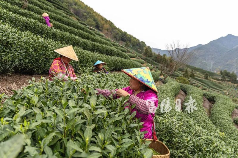 有关于每斤最低1800元！富阳春茶开采了的资讯(1)