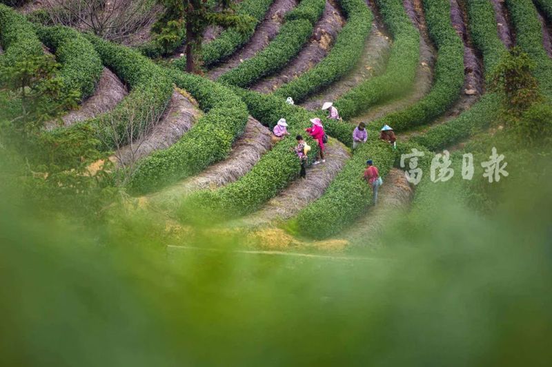 有关于每斤最低1800元！富阳春茶开采了的资讯