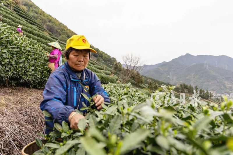 有关于每斤最低1800元！富阳春茶开采了的资讯(2)