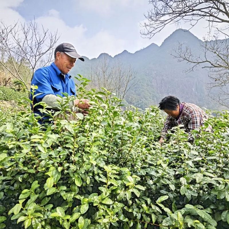 有关于磐安县首批春茶开采的新闻(3)