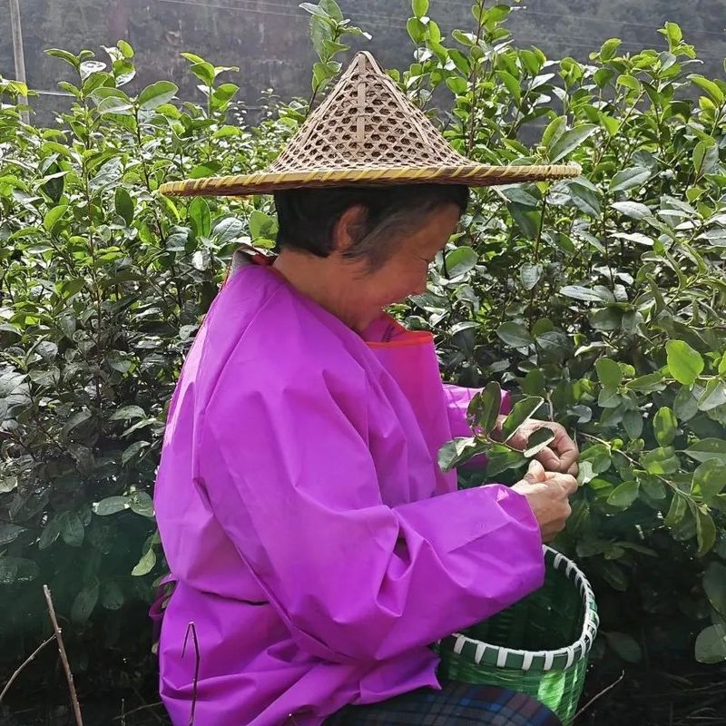 有关于磐安县首批春茶开采的新闻